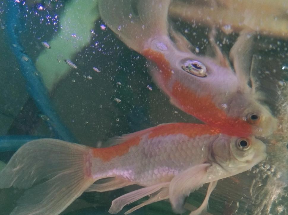Free Image of Goldfish underwater 