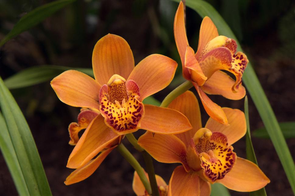 Free Stock Photo of Cymbidium Orchid Orange Blooms | Download Free