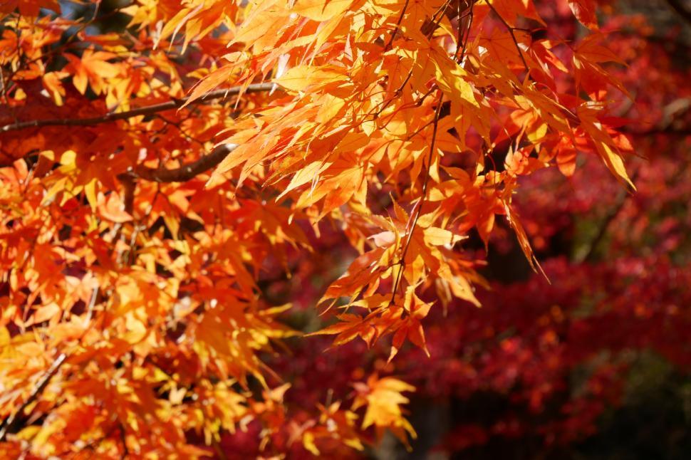 Set Of Different Autumn Leaves Isolated On White Stock Photo - Download  Image Now - Leaf, Autumn, Leaving - iStock