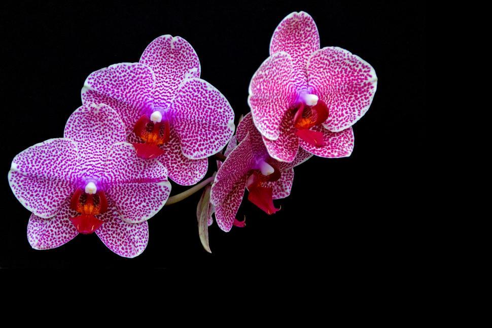 Free Stock Photo of Fuschia Moth Orchid Flowers | Download Free Images ...