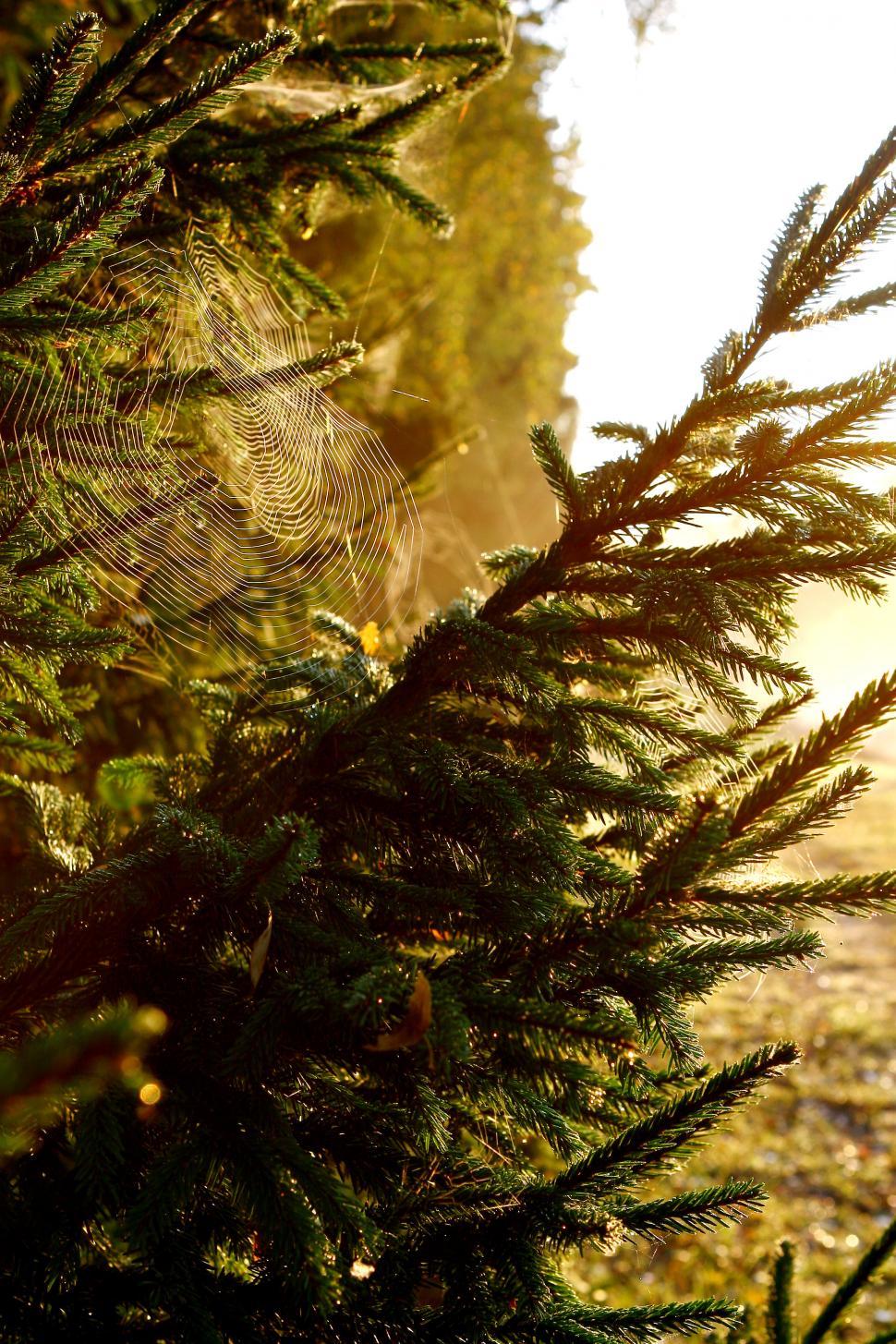 Free Image of Spider web in the forest 