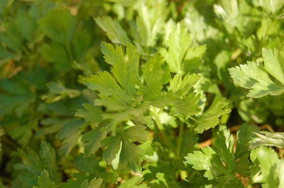 Free Stock Photo of Parsley Download Free Images and Free Illustrations