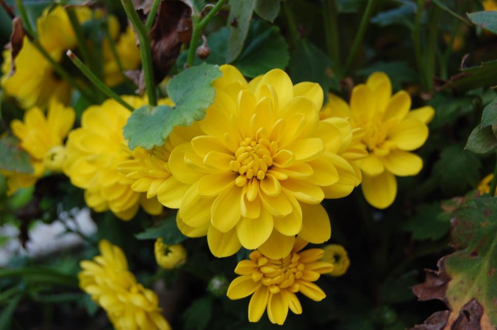 Free Image of Flower 
