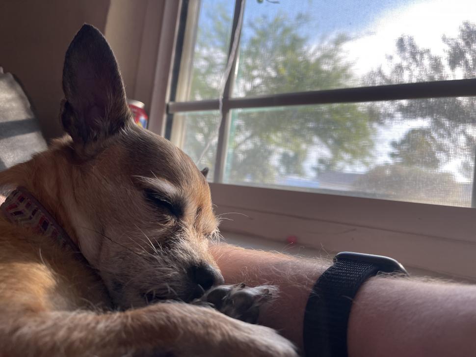 Free Image of Dog sleeping by the window 