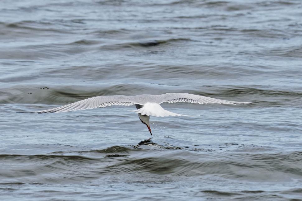 Free Image of Common tern 