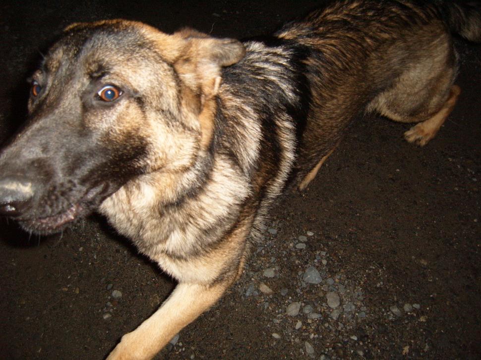Free Image of Dog 