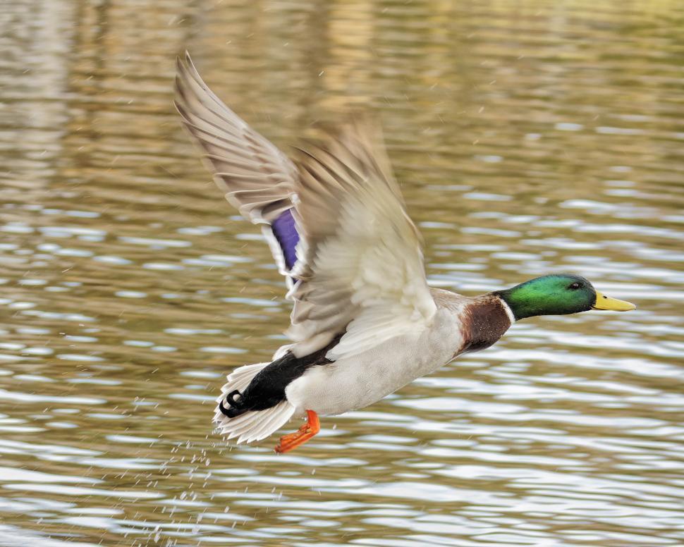 Free Image of Malalrd duck 