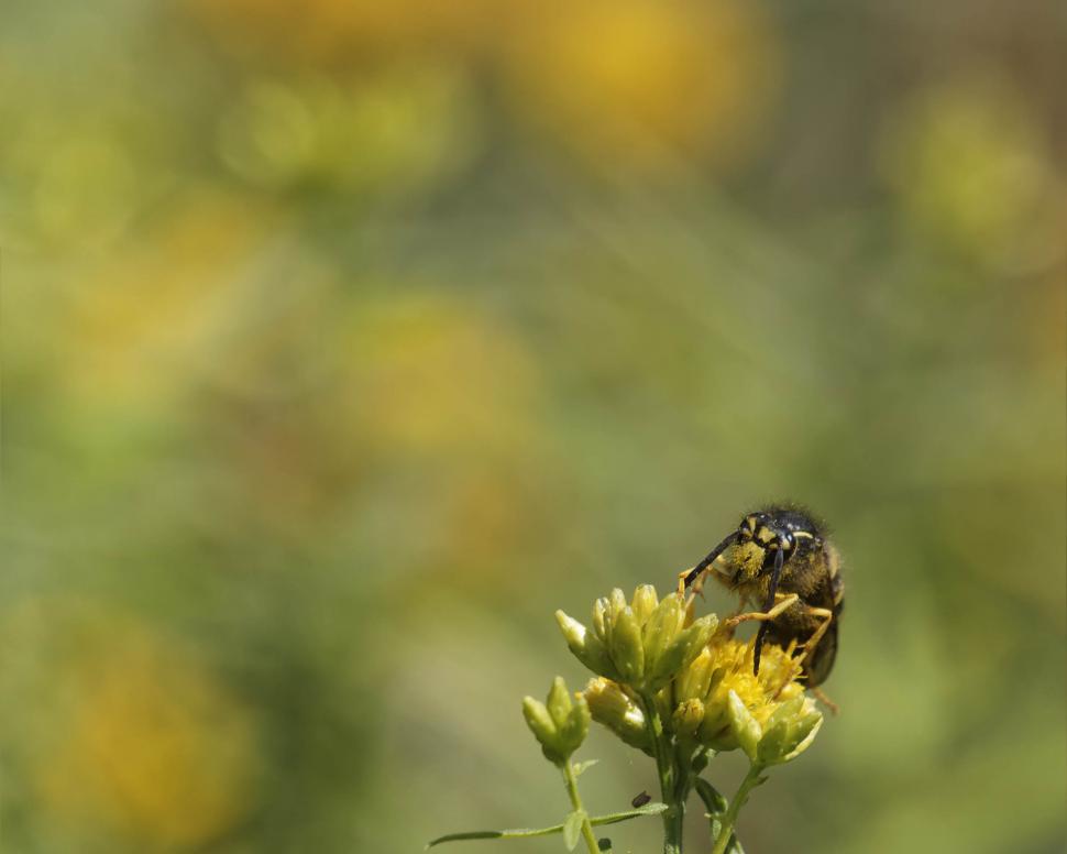 Free Image of Yellowjacket feeding 