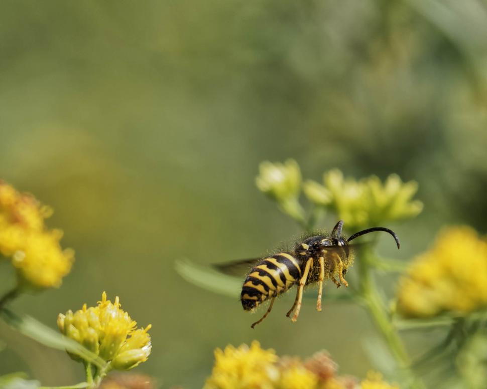 Free Stock Photo of Yellowjacket flying | Download Free Images and Free ...