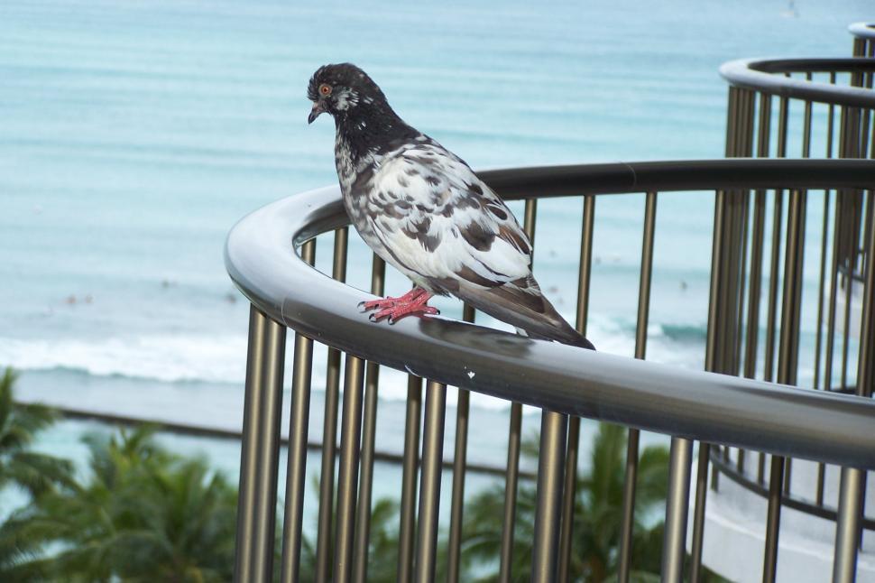 Free Image of Bird on a rail 