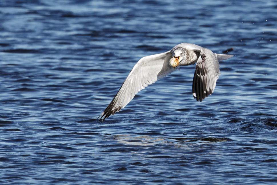 Free Stock Photo of Ring-billed gull with golf ball | Download Free ...