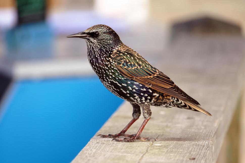 Free Stock Photo of Starling | Download Free Images and Free Illustrations