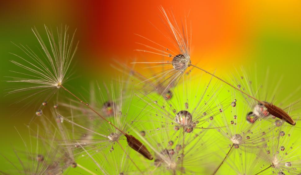 Free Image of Macro Dandelion Seeds  