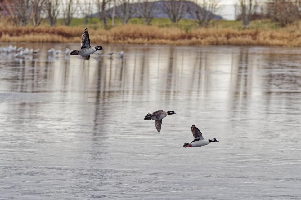 Free Stock Photo of Flying Buffleheads | Download Free Images and Free ...