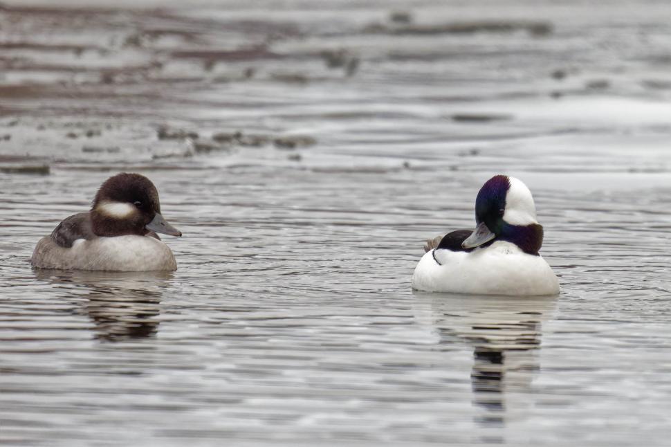 Free Stock Photo of Bufflehead ducks Download Free Images and Free