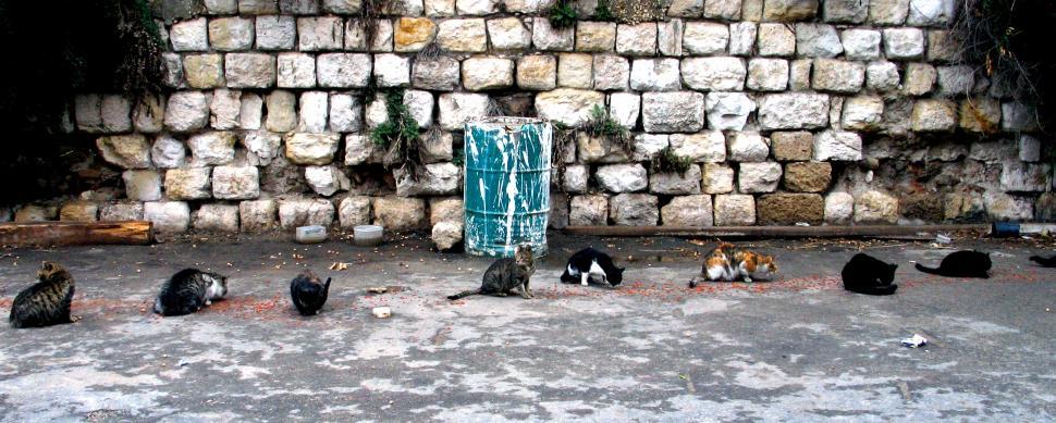 Jaffa Cats