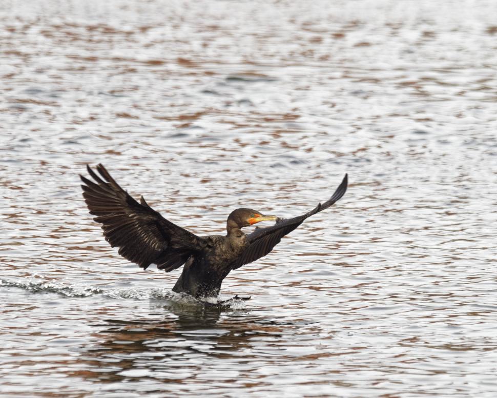 Free Stock Photo of Cormorant landing Download Free Images and Free
