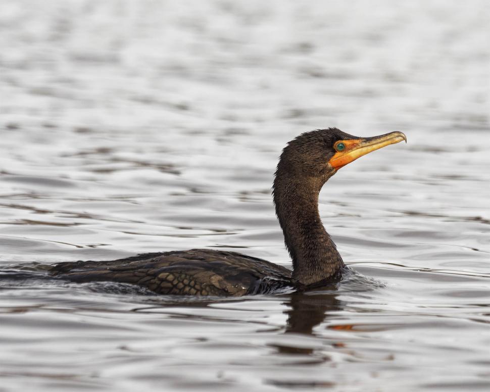 Free Stock Photo of Cormorant swimming | Download Free Images and Free ...