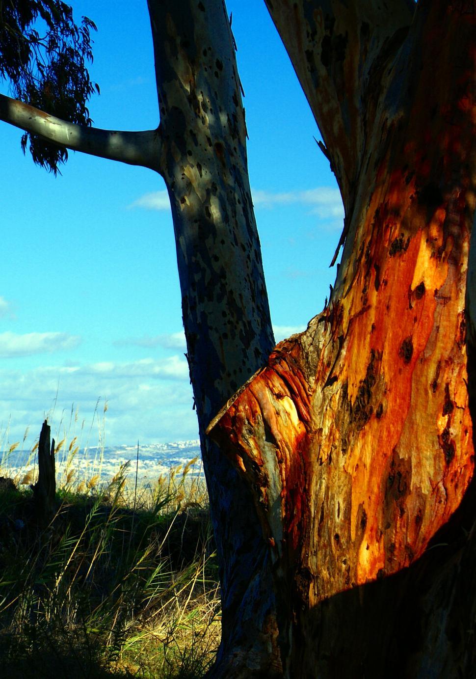 Free Stock Photo of eucalyptus | Download Free Images and Free ...