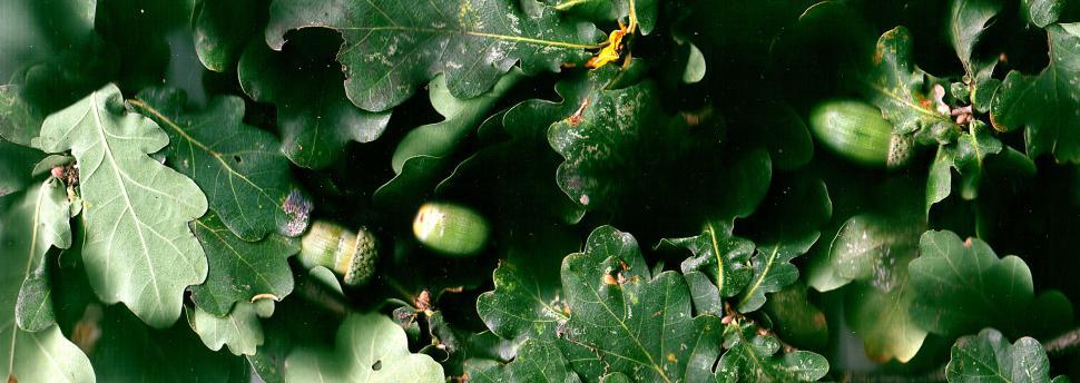 Free Image of Vegetal revolution 