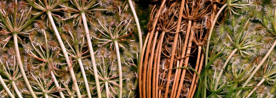 Free Image of Vegetal revolution 