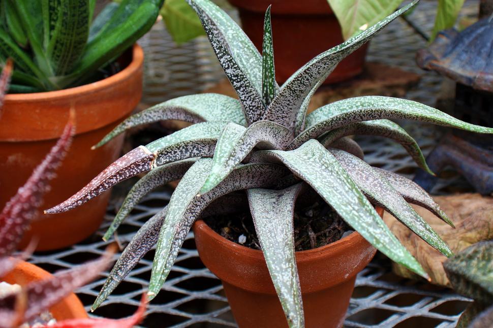 Free Stock Photo of Gasteria Batesiana | Download Free Images and Free ...