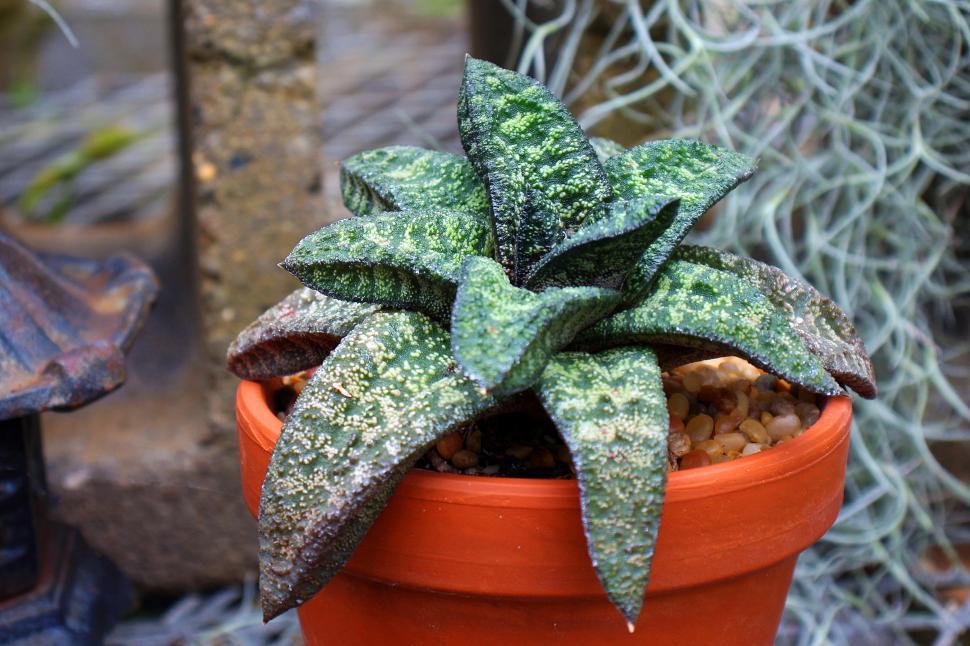 Free Stock Photo of Gasteria Batesiana | Download Free Images and Free ...