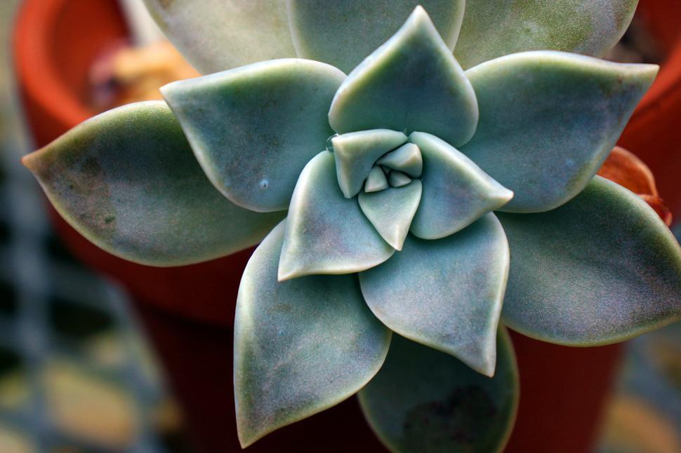 Free Stock Photo of Graptopetalum Paraguayense | Download Free Images ...