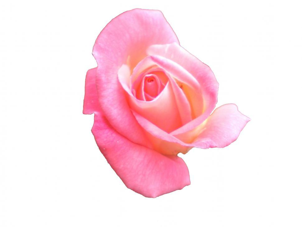 single pink rose white background