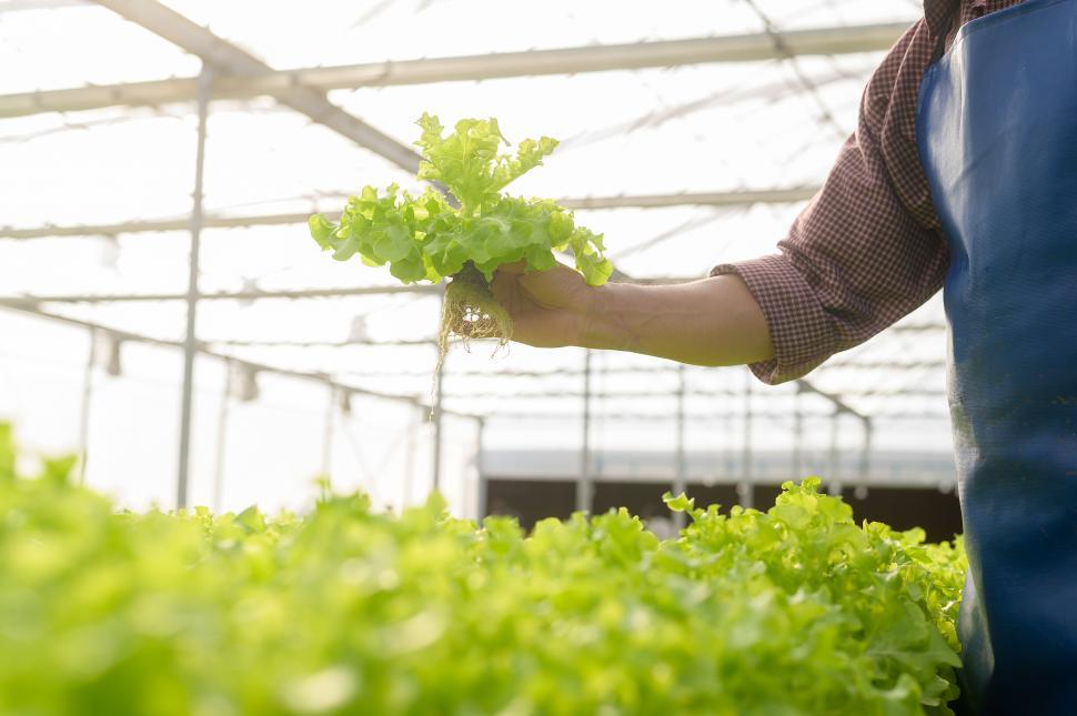 Free Stock Photo of Farm worker in hydroponic greenhouse farm, picking