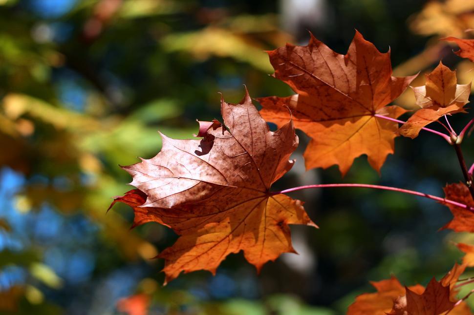 Free Image of Autumn Colours Free Stock Photo 