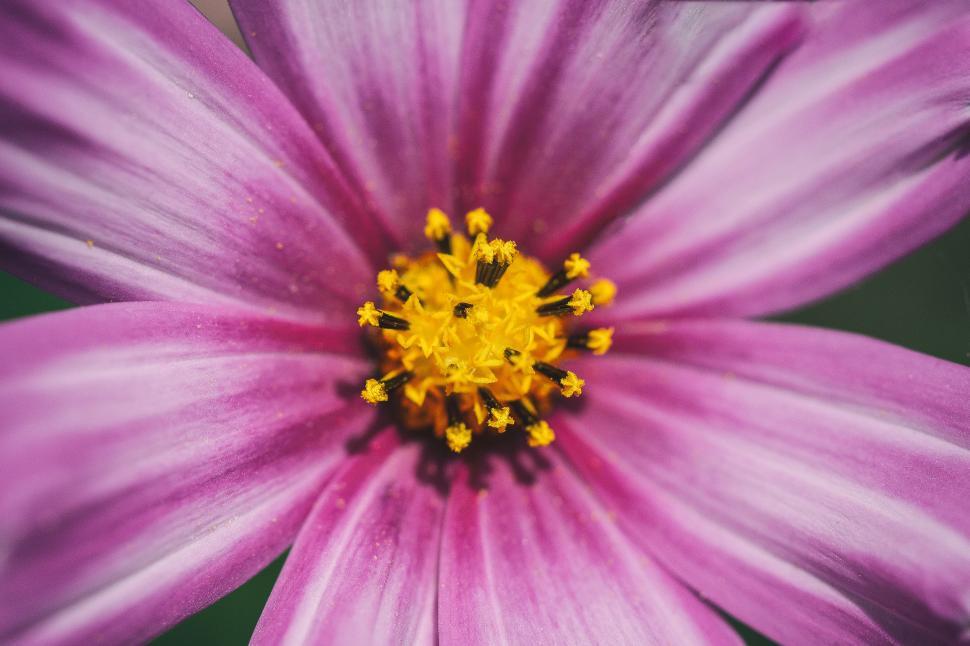 Free Image of Cosmos Flower Macro Free Stock Photo 