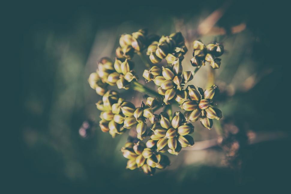 Free Image of Fading Nature Free Stock Photo 