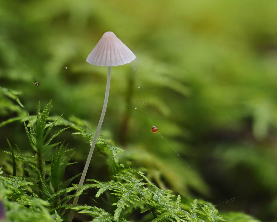 Free Image of Mycena mushroom 