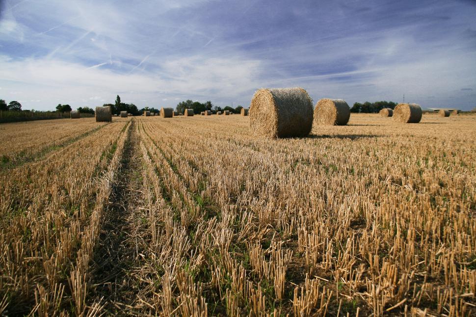 Free Image of Harvest Free Stock Photo 