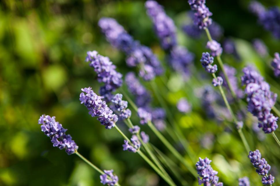 Free Image of Lavender Flowers Free Stock Photo 