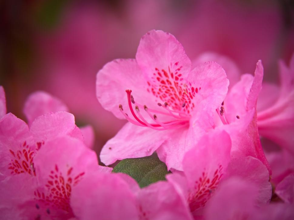Free Image of A close up of pink flowers 