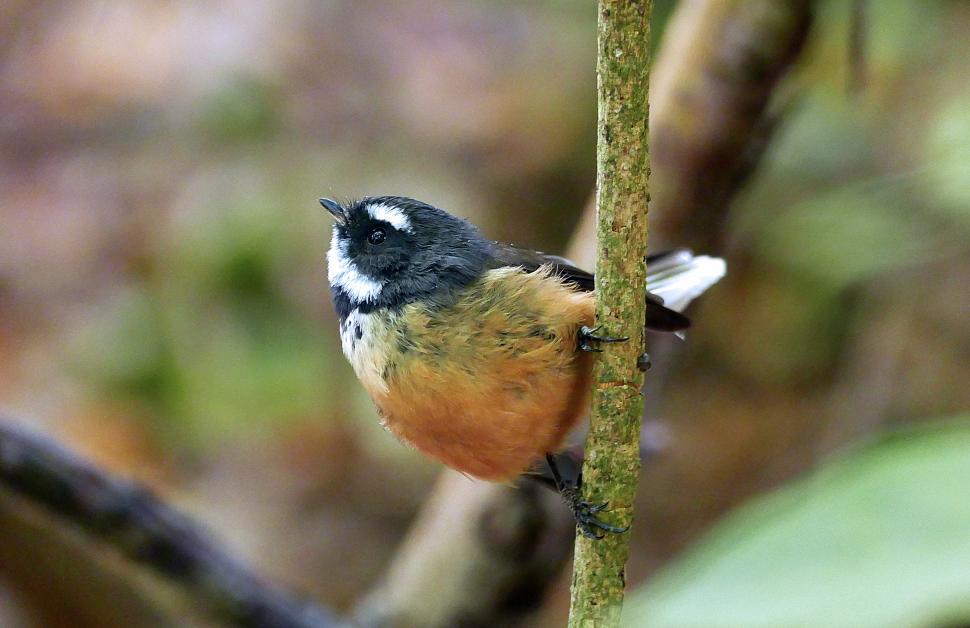 Free Image of A bird on a branch 