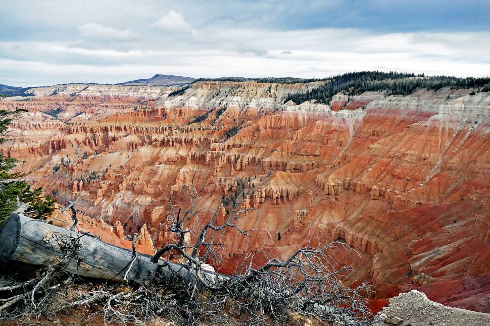 Free Image of A large canyon with a tree branch 