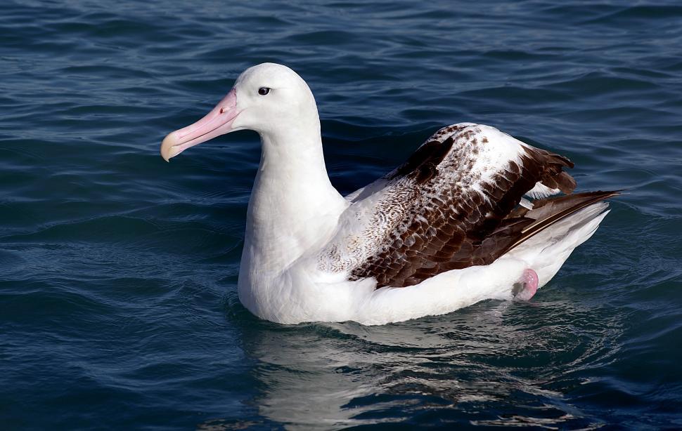Free Image of A white bird swimming in water 