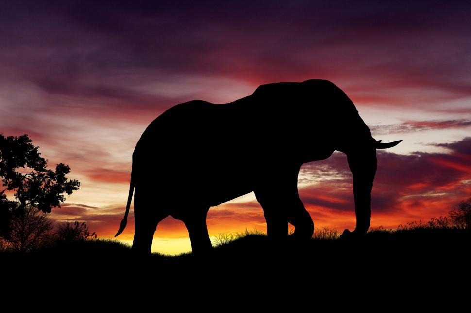 Huge elephant with long trunk standing on green meadow · Free