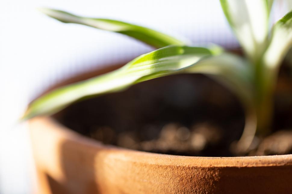Free Image of A close up of a plant 