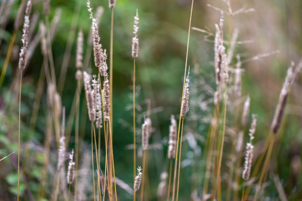 Free Image of A close up of a plant 