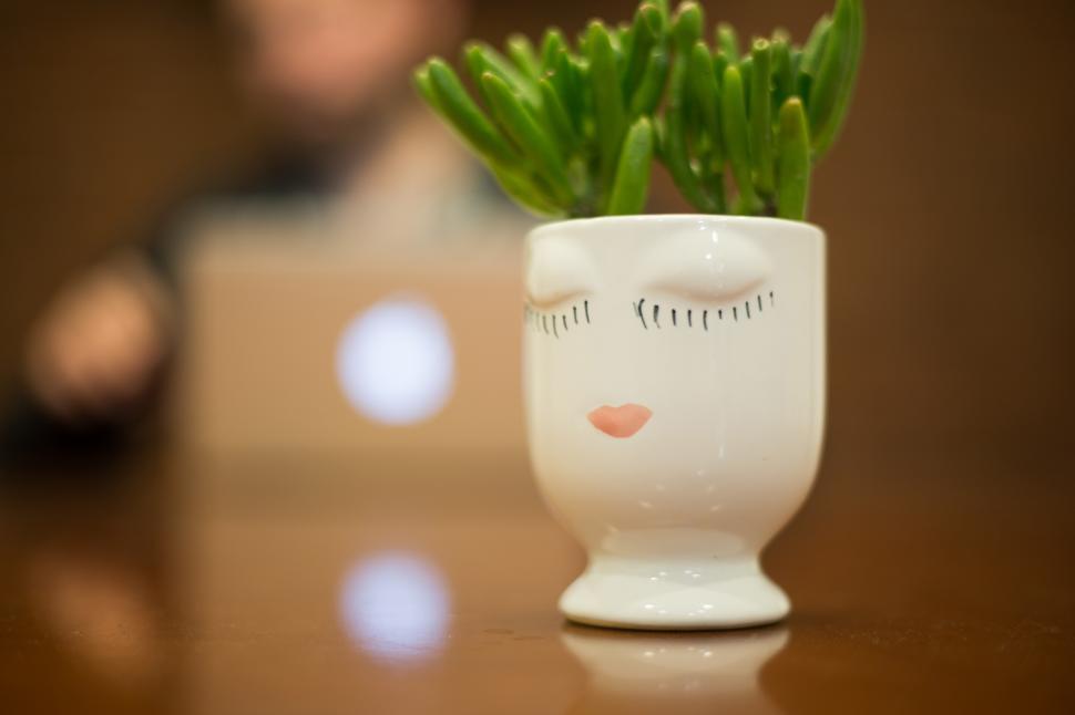 Free Image of A plant in a pot 