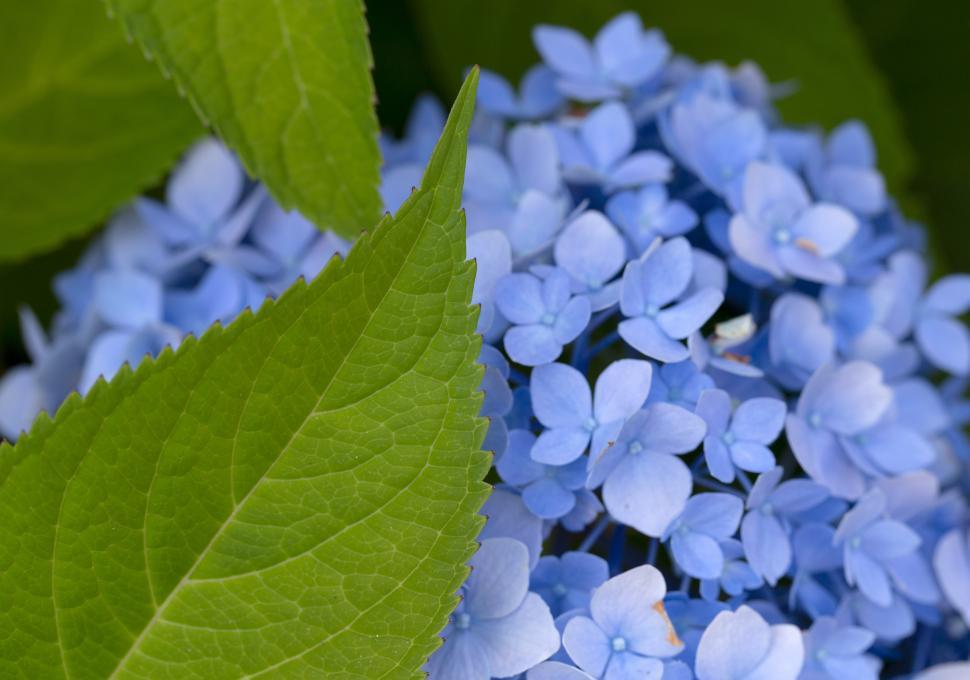 Free Image of A close up of blue flowers 