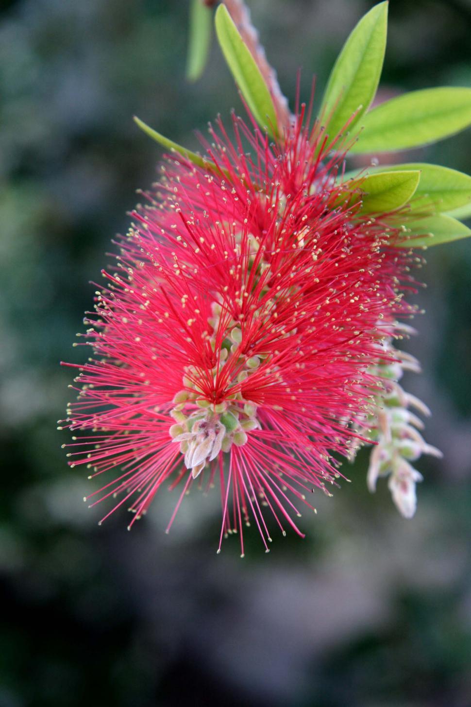 Free Image of Bottle Brush Bloom 