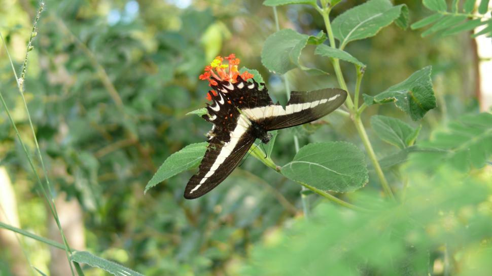 Free Stock Photo of Butterfly Warrior Download Free Images and Free