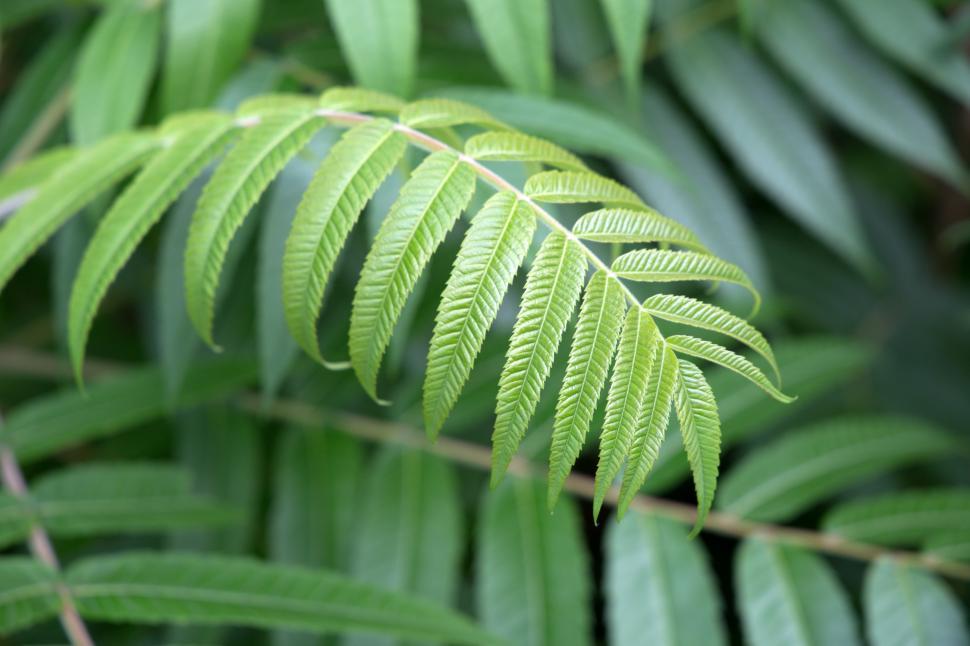 Free Image of A close up of a leaf 