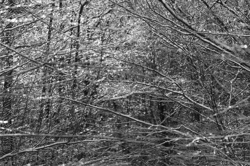 Free Image of A group of trees with snow on them 
