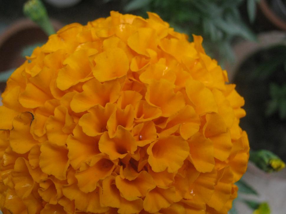 Free Image of orange marigold 
